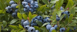 Blueberry Whole Wild: FREEZE-DRIED BULK