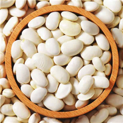 Small White Beans