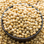Soy Beans