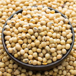 Soy Beans