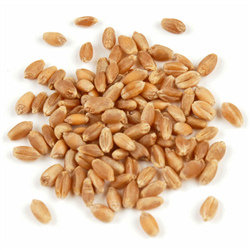 Hard Red Winter Wheat