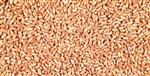 Wheat, Hard Red Winter ORGANIC