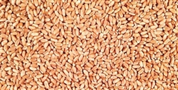 Wheat, Hard Red Winter ORGANIC