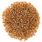 Hard Red Spring Wheat