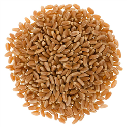 Hard Red Spring Wheat