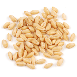 Soft White Wheat