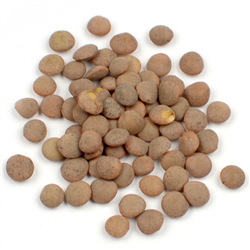 Brown Lentils
