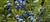 Blueberry Whole Wild: FREEZE-DRIED BULK