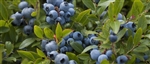 Blueberry Whole Wild FREEZE DRIED BULK