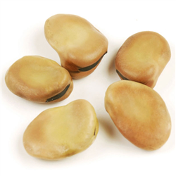 Fava Beans