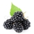 Blackberry Whole: FREEZE-DRIED BULK - ORGANIC
