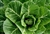 Collard Greens Powder: FREEZE-DRIED - ORGANIC