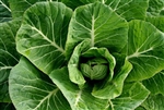 Collard Greens Powder: FREEZE-DRIED - ORGANIC