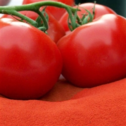 Tomato Powder: DRUM-DRIED BULK - ORGANIC