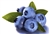 Blueberry 1/4" Diced: FREEZE-DRIED BULK