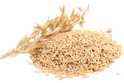 Oat Milk Powder ORGANIC BULK