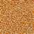 Popcorn Yellow ORGANIC