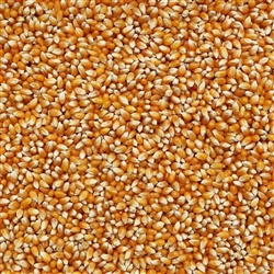 Popcorn Yellow ORGANIC