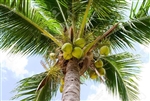 Coconut Palm Sugar ORGANIC BULK